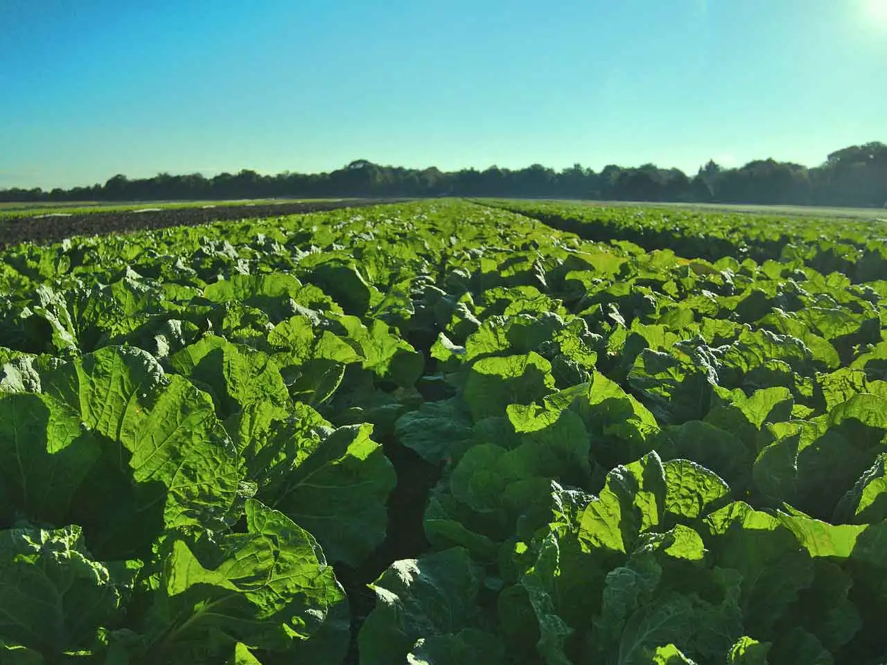 Organic Farming