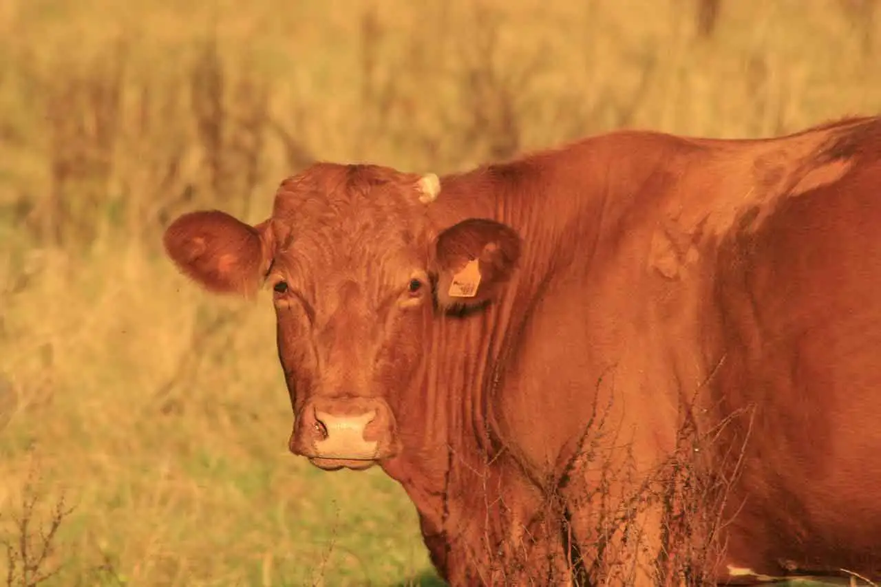 Animal Health