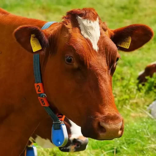 Livestock farming