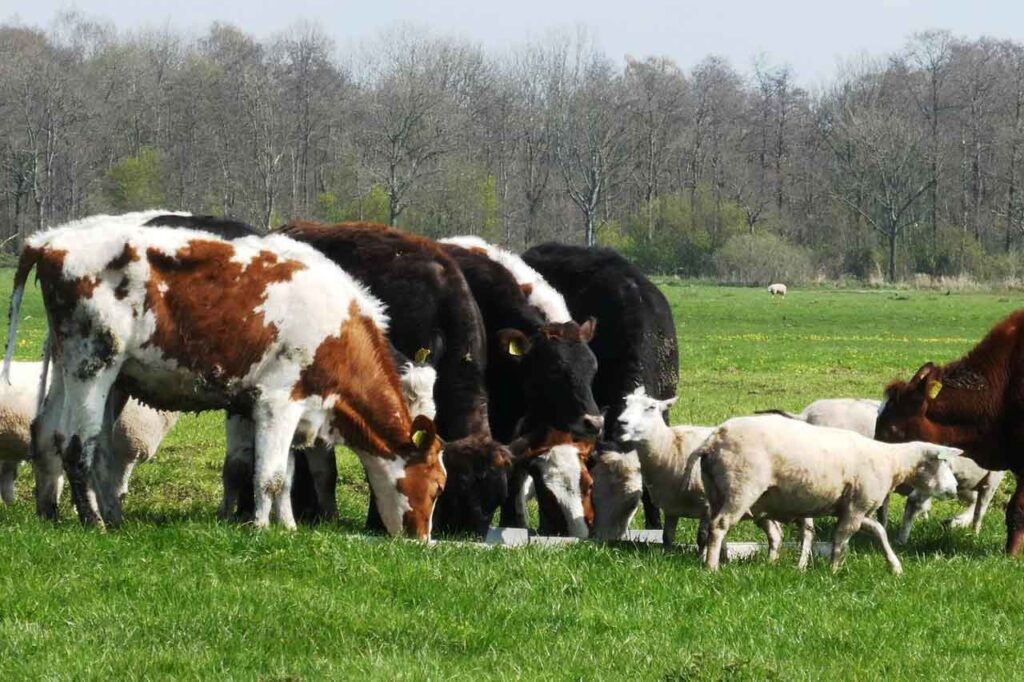 Livestock farming
