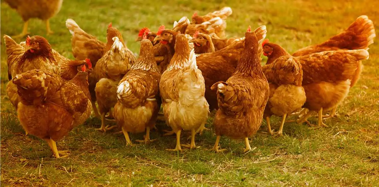 poultry farming