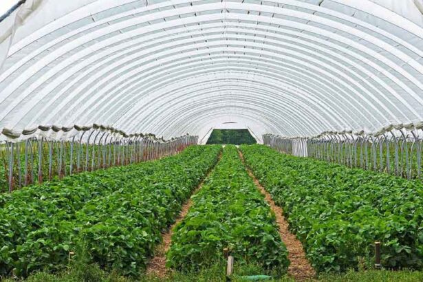 Greenhouse farming