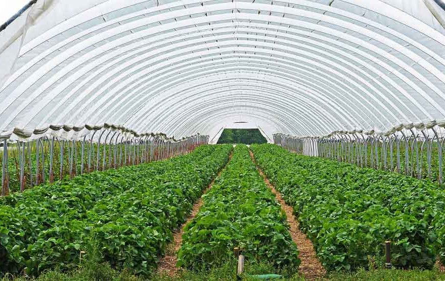 Greenhouse farming