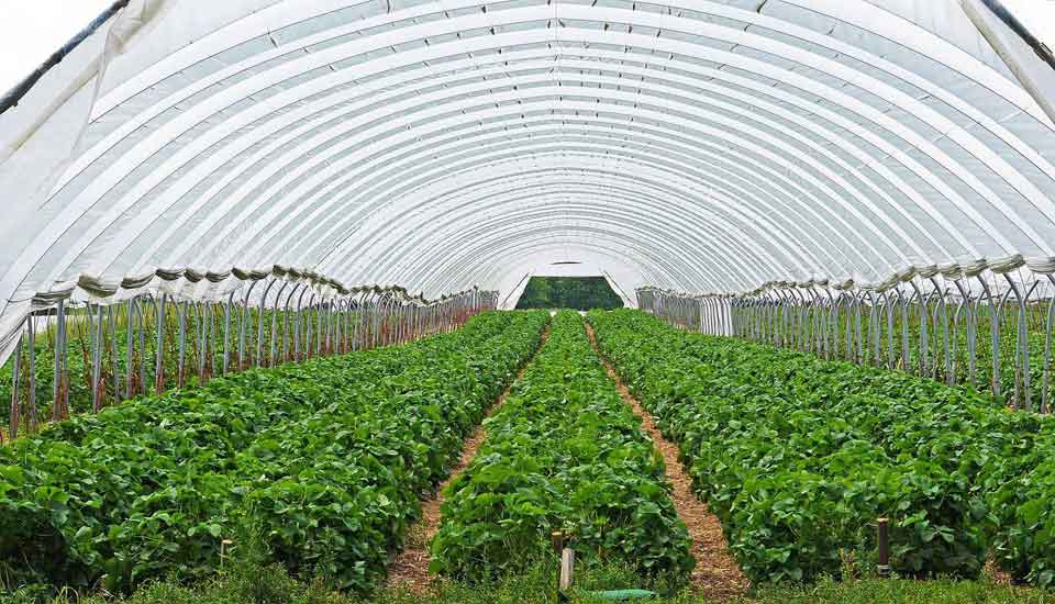 Greenhouse farming