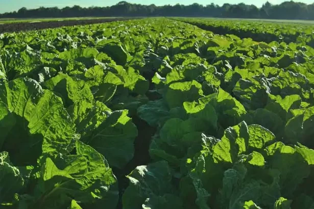 Bio-Farming in Kenya: