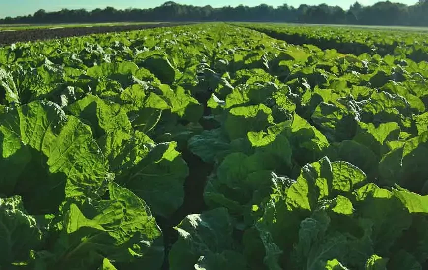 Bio-Farming in Kenya: