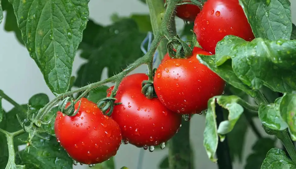 Organic Tomato Farming