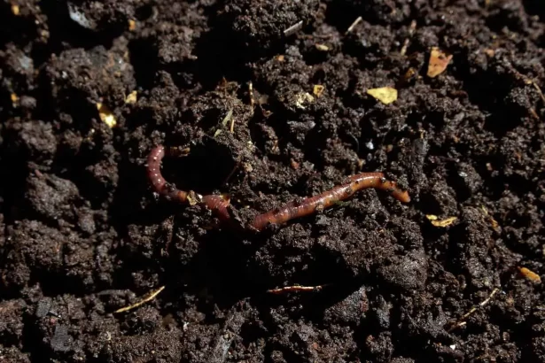 Compost manure