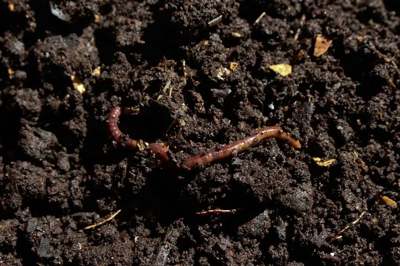 Compost manure