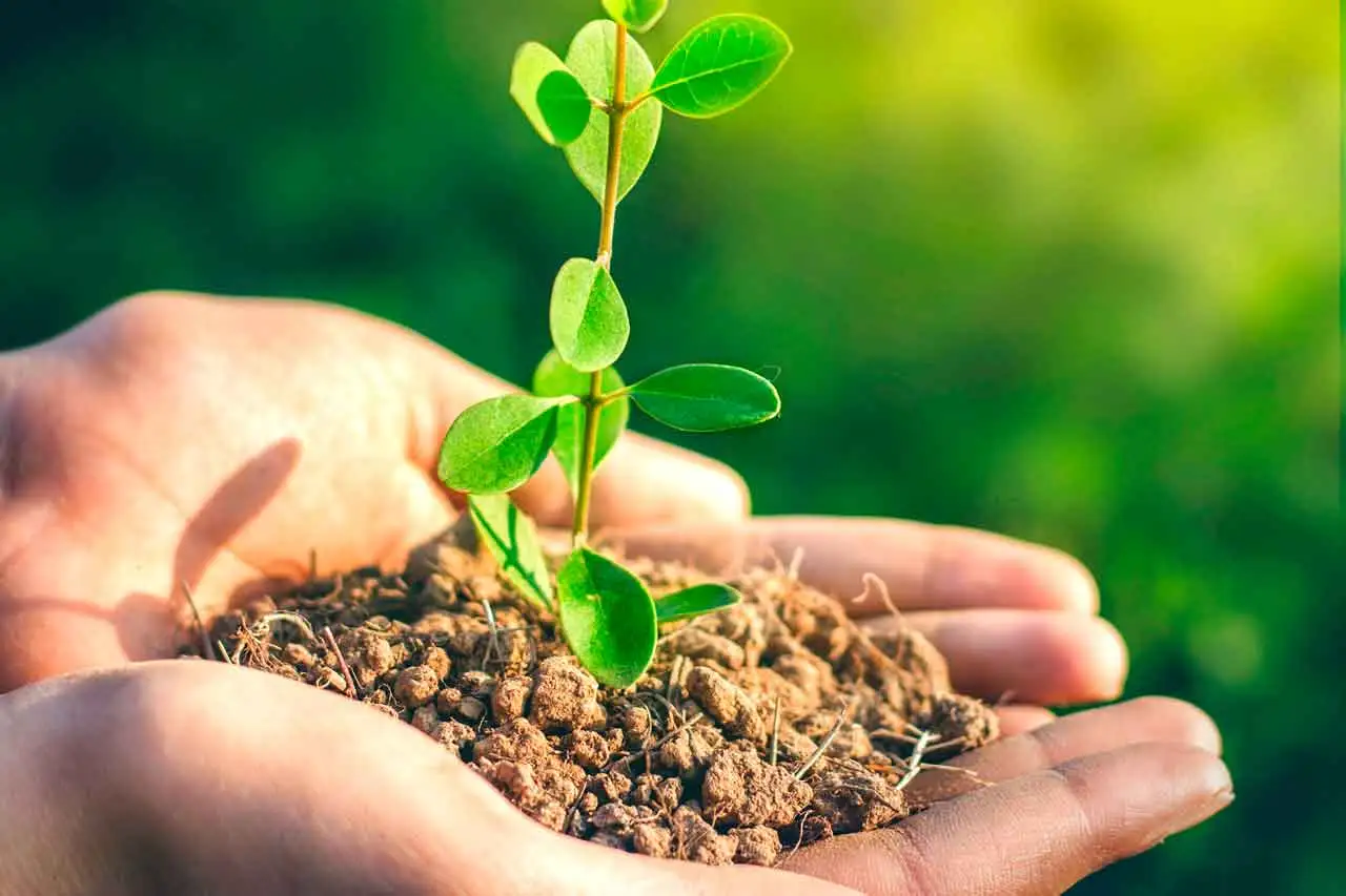 Organic fertilizer