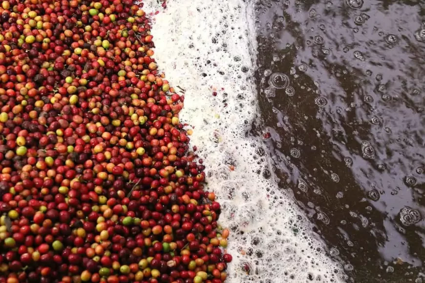 Waste Management for Coffee Factories in Kenya