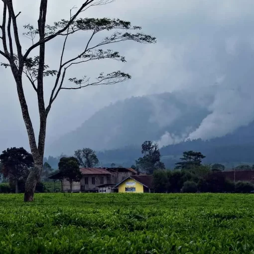Waste Management for Tea Factories in Kenya
