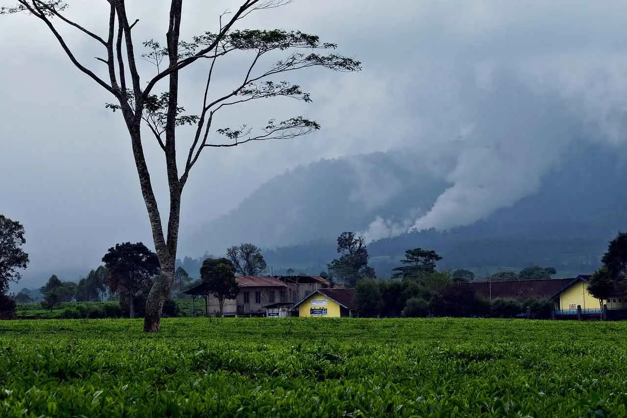 Waste Management for Tea Factories in Kenya